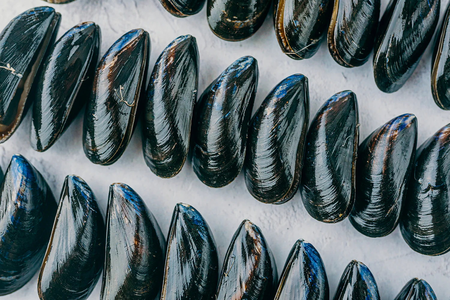Fresh Catch, Straight From The Sea